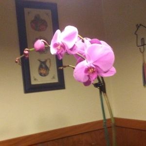 Meet your Posher, Donna